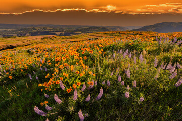 Lupine and balsom root flowers at peak bloom at sunrise at the Tom McCall preserve near Rowena in the Columbia River Gorge National scenic Area, Oregon