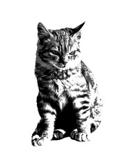 Fototapeta premium Kitten Cat Stencil Style Graphic