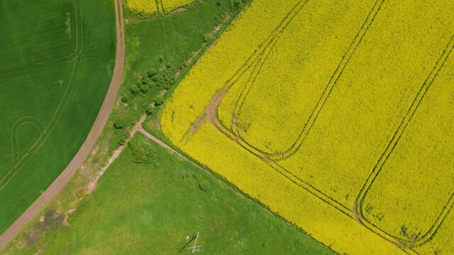 Drone footage of a rape field in full bloom with camera pointed straight downwards. Video was filmed while flying the drone at high altitude over the fields. Aerial video over a rape field.