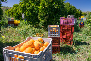 Harvest time: just picked tarocco oranges in boxes