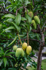 Mangoes hang from branches in the mango garden