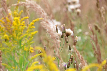 beautiful wildflowers close-up