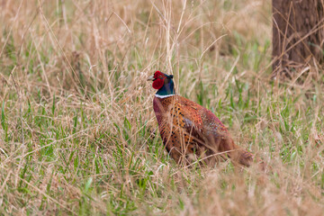 Big brightly colored pheasant bird - Phasianus colchicus in the forest in the grass.