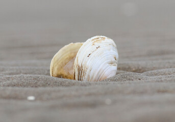 Seashell on the sand by the sea