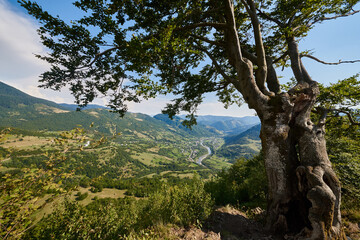 Mountain landscape with a tree in the foreground. Carpathians