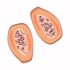 Papaya cut in half. Vegan food. Organic product. Healthy nutrition. Vector illustration in cartoon style for design.