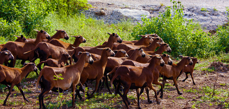 Blackbelly Sheep of the Caribbean