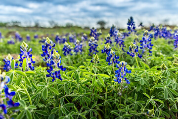Spring time in Texas, field with blooming blue bonnets - 432410957