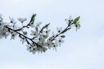 Blooming cherry branch. Beautiful color of the tree. Spring time of year