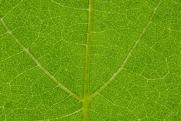 Macro of a Vine Leaf with highlighted texture