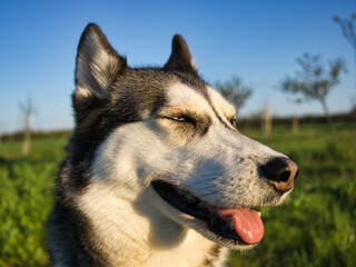 Siberian Husky Girl looks into the sun