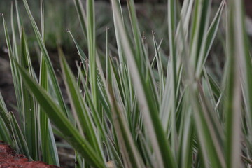 Fototapeta premium grass and water