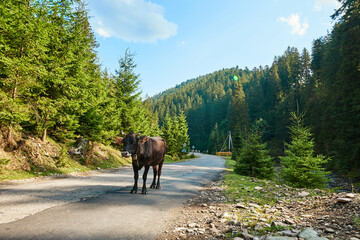 Fototapeta na wymiar A brown cow stands on the road against the background of mountains and a spruce forest