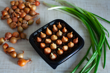 large horizontal photo. home orogod. planting chives in small black plastic containers. cultivation of environmentally friendly healthy products. Eco. reuse of plastic. fresh green onions on backgroun