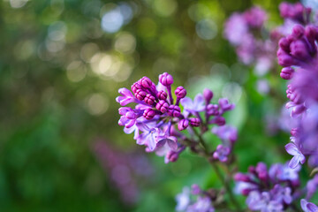 a purple lilac bush with wonderful bokeh