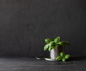 Fresh basil with water drops in a tin can on a black background. Copy space