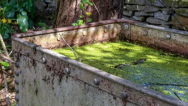 Old abandoned, lichen covered, galvanised metal cattle trough, filled with standing water covered in duckweed (Lemnoideae) and fallen twigs. In dappled shade. Landscape image with space for text. UK.