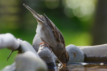 Young sparrow drinks water from a bird's waterhole. Czechia. Europe.