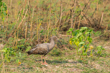 The Plumbeous Ibis (Theristicus caerulescens)