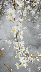 white spring flowers, blooming tree, blooming apricot, blooming apple tree