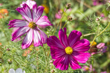 Fototapeta premium Pink and White Cosmos bipinnatus in a garden in Zurich, Switzerland