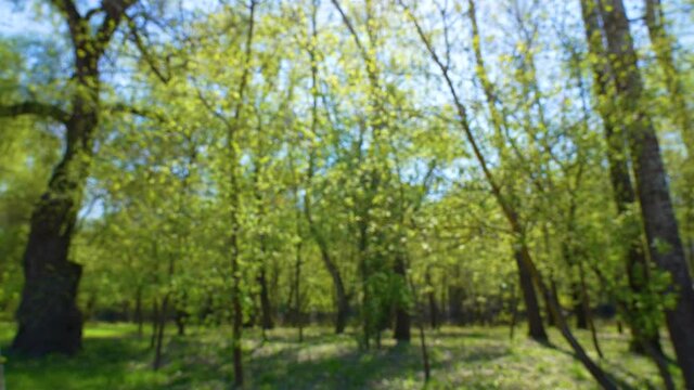 Blurry 4k stock video footage of beautiful sunny morning defocused green spring forest and clear blue sky. Abstract natural video bokeh background