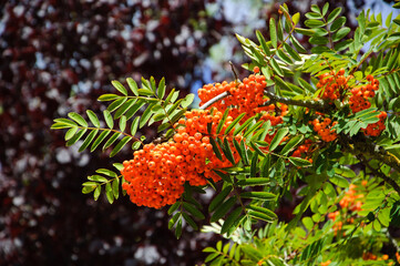 Ripe bunches of rowan berries and violet leaf tree at background. Closeup - obrazy, fototapety, plakaty