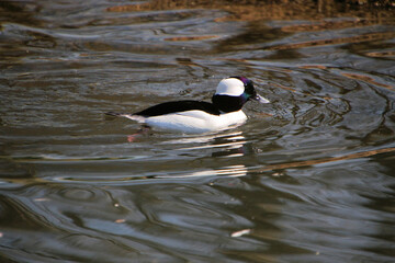 A Bufflehead Duck on the water