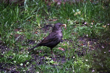 Amsel