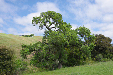 California Hills and Trees in the Santa Ynez Valley in Spring