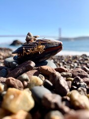 rocks on the beach