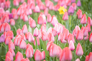 Pink tulips