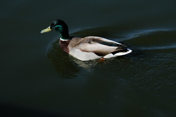 Obraz premium A close up of a Mallard Duck