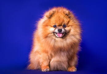 Fototapeta na wymiar A lovely Pomeranian dog on blue background.