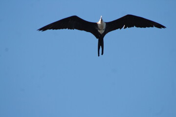 Gaviota, ave en el cielo