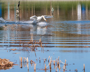 European Swan (cygnus olor) rushes to greet it's mate  on a pond in Woodbine Park, a multi-use public space with a diverse urban wildlife population