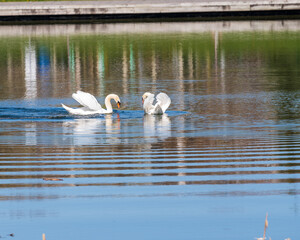 European Swans (cygnus olor) breeding mates greeting   on a pond in Woodbine Park, a multi-use public space with a diverse urban wildlife population