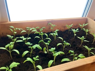 Tomato sprouts in a wooden box. Growing Eco Vegetables