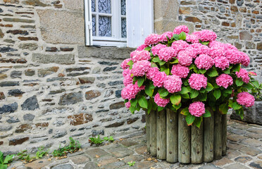 Countryside background. Pink hydrangea bush in wooden pot outside the old stone house under the...