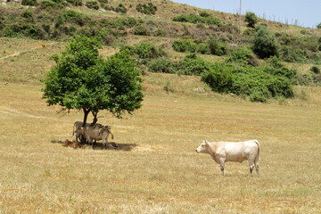 Fototapeta na wymiar Cows in the shade under a tree