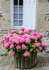 Pink hydrangea bush in wooden pot outside the old stone house under the window with lace curtain and metal shutters. Brittany, France. 