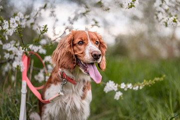 Adorable welsh springer spaniel dog breed in evening under blossoming tree flowers in the spring time.