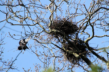 A view of a Rookery at Slimbridge Nature Reserve