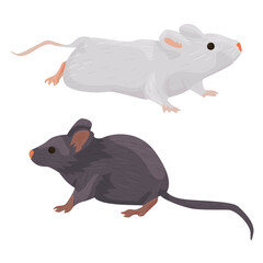 two domestic rats of different colors are isolated on a white background. pets: rodents. mouse. gray and white rats. vector flat. pet Shop