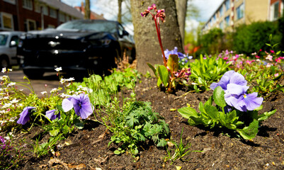 close up of a tree mirror garden in spring as part of climate adaptation