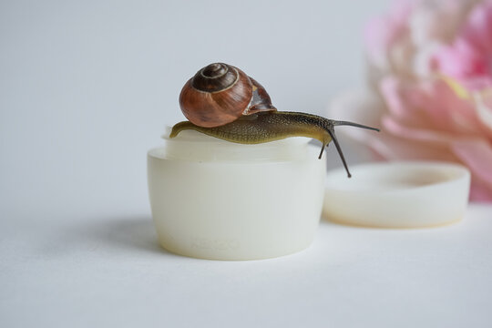 5 857 Best Garden Snail Images Stock Photos Vectors Adobe Stock