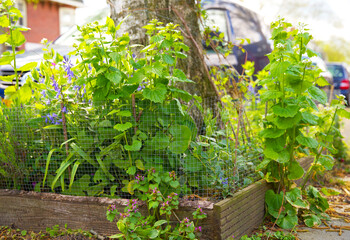 close up of a tree mirror garden in spring as part of climate adaptation