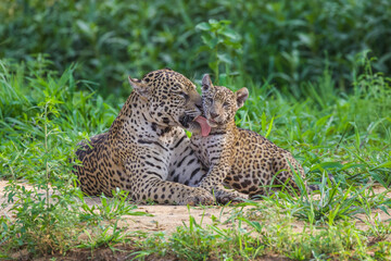 Jaguar with your cub in Pantanal.