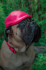 2021-04-28 A BULLMASTIFF WEARING A PINK COLORED DRIVING CAP
