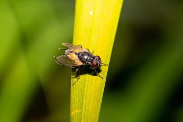 Fly on a leaf in the garden. Macro photography.